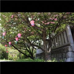 千代保稲荷神社で撮影された千種区こあらっち賞受賞作品