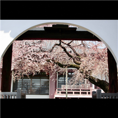 香積院で撮影された優秀賞受賞作品