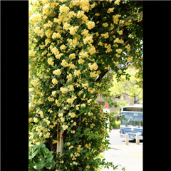 桜ヶ丘のバス停で撮影された入賞受賞作品