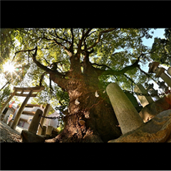 有松天満社で撮影された入賞受賞作品