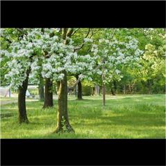 雨池公園で撮影された入賞受賞作品