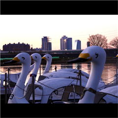 庄内緑地で撮影されたハッチー賞受賞作品